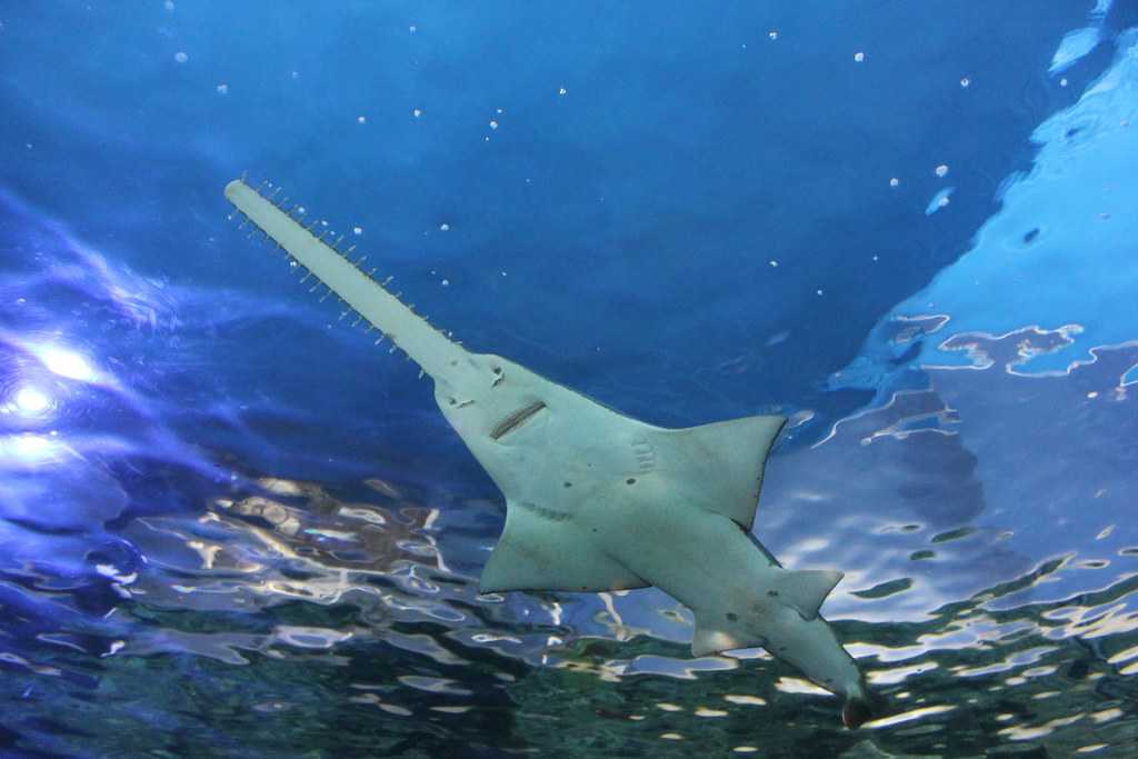 Shark swims in the Sydney Aquarium
